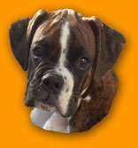 Boxer