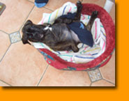 Mignon